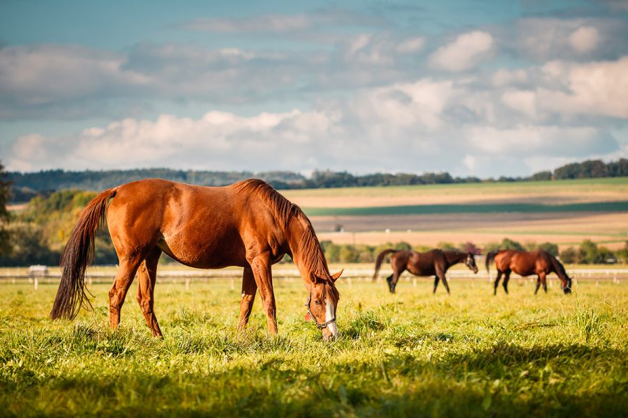 Animals and Agriculture